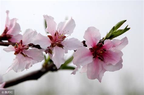 桃花哪裡買|桃花